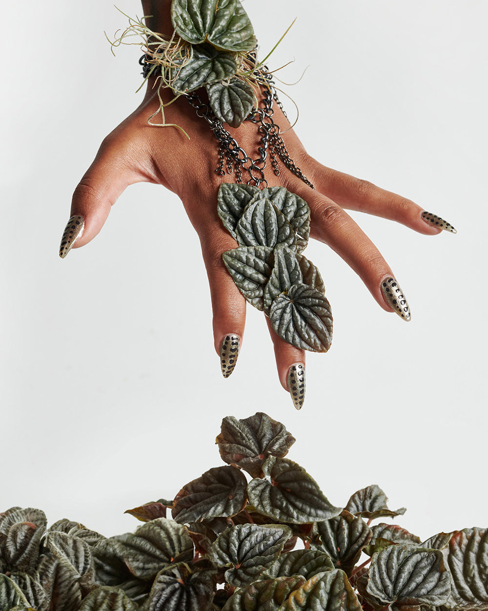 Metamorphosis Kit