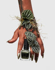 Mineral Moss